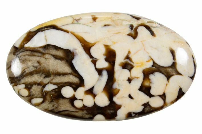 Polished Petrified Peanut Wood - Australia #341901